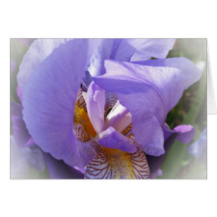 purple iris