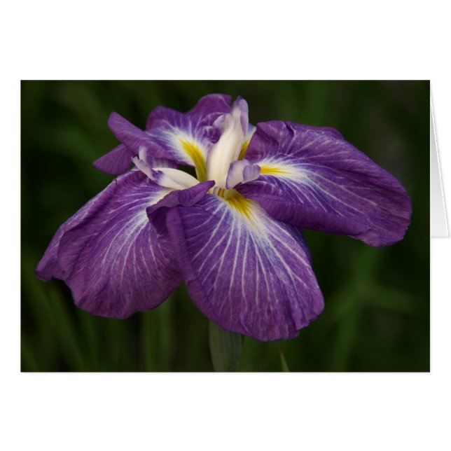 Purple Iris (Front Horizontal)