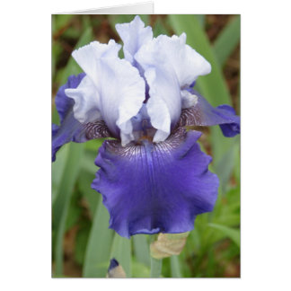 Purple Iris