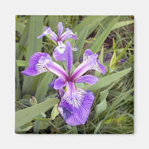 Purple Iris 2 Magnet