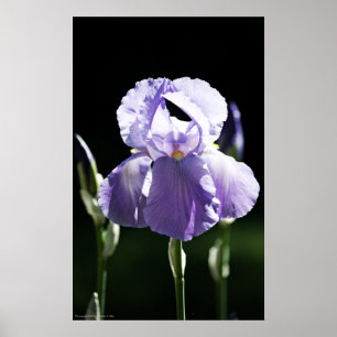 Purple Iris 8393 Print