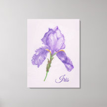 Purple Iris, Botanical Style, Coloured Pencil Art