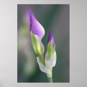 Purple Iris Bud [L] Poster