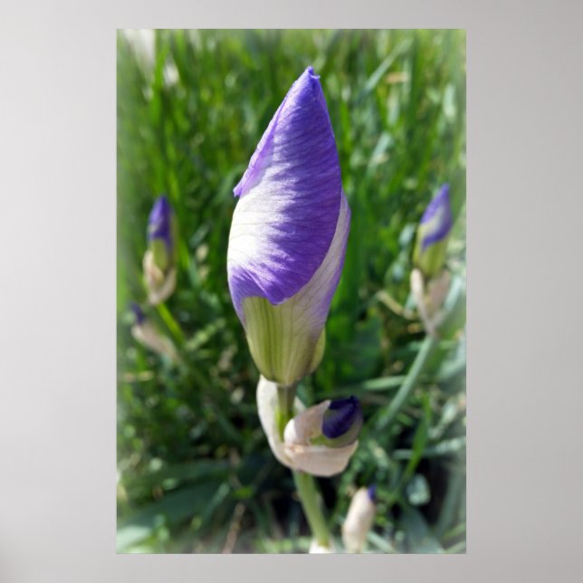 purple iris bud poster (Front)