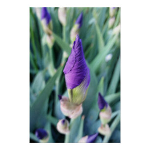 purple iris bud poster