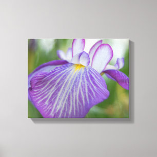 Purple Iris Canvas Print