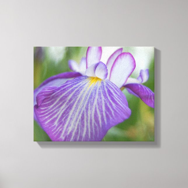 Purple Iris Canvas Print (Front)