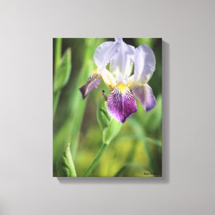 Purple Iris Canvas Print
