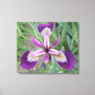 Purple Iris Canvas Print