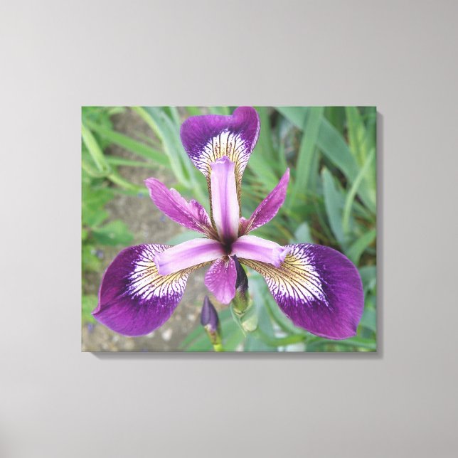 Purple Iris Canvas Print (Front)