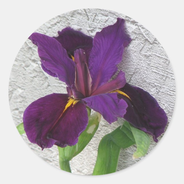 Purple Iris Classic Round Sticker (Front)