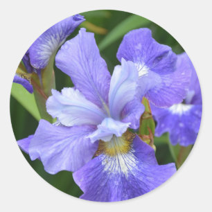 Purple iris classic round sticker