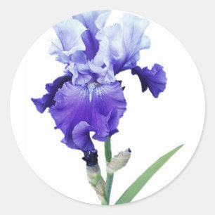 purple iris classic round sticker