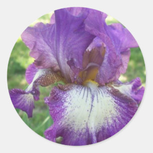Purple Iris Classic Round Sticker