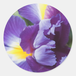purple iris close up classic round sticker