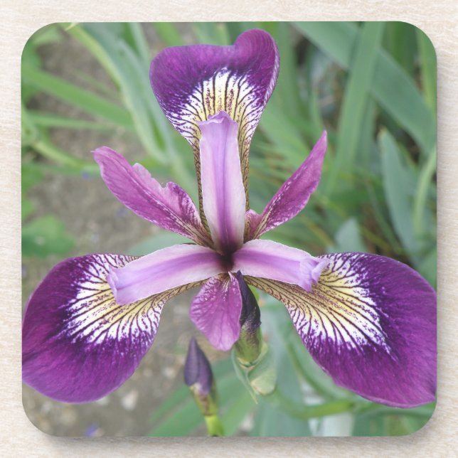 Purple iris Cork Coaster (Front)
