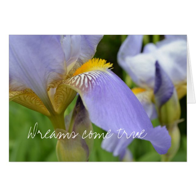 Purple Iris-Dreams come true (Front Horizontal)