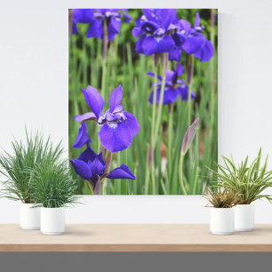 Purple Iris Floral Botanical Photographic Canvas Print