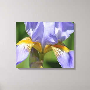 Purple Iris Floralphotography Canvas Print