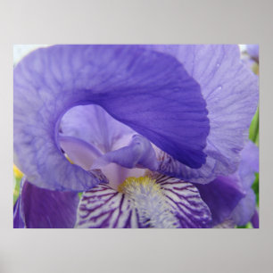 Purple Iris Flower art poster Floral nature prints