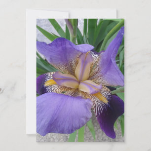 Purple Iris Flower Blank Flat Card
