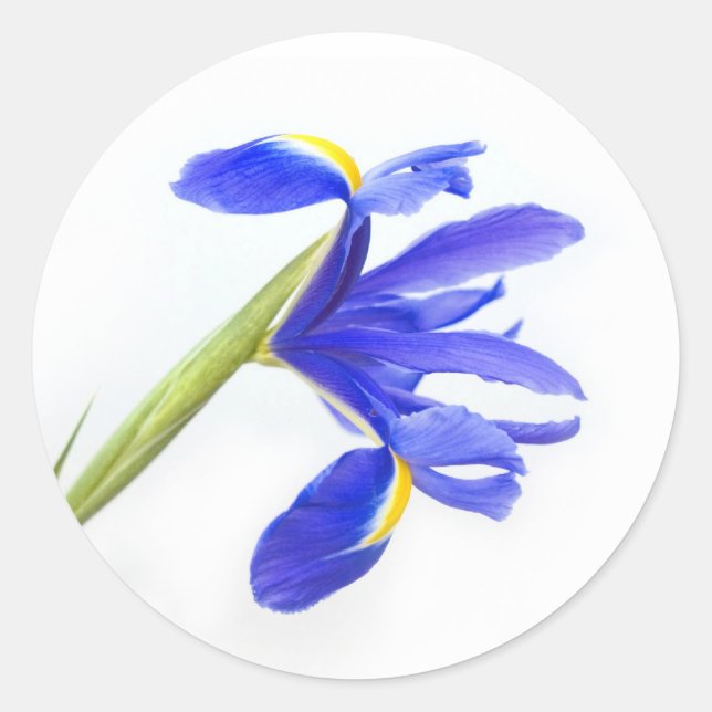 Purple Iris Flower Classic Round Sticker (Front)