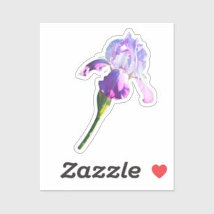 Purple Iris Flower February Birth Flower