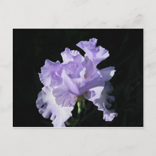 Purple Iris Flower On Black Background Postcard