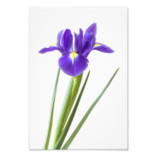 Purple iris flower on white photo print