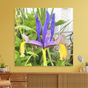 Purple Iris Flower Outdoor Garden Nature Photo Canvas Print