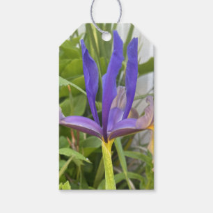 Purple Iris Flower Outdoor Garden Nature Photo Gift Tags