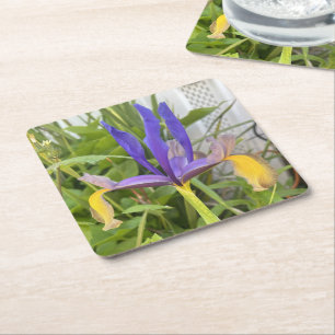 Purple Iris Flower Outdoor Garden Nature Photo  Square Paper Coaster
