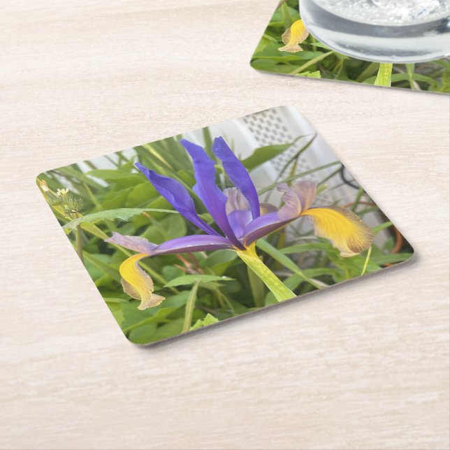 Purple Iris Flower Outdoor Garden Nature Photo  Square Paper Coaster (Angled)