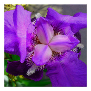 Purple Iris Flower Perfect Poster