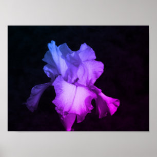 Purple Iris Flower Photo Poster