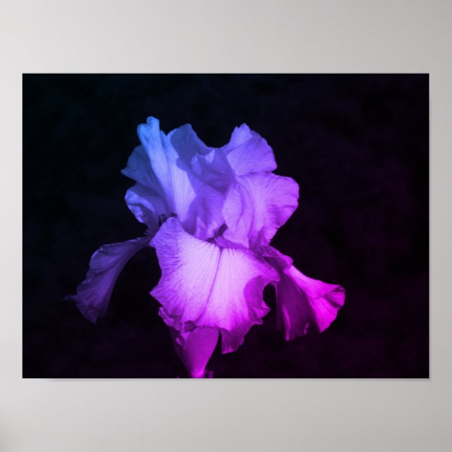 Purple Iris Flower Photo Poster (Front)