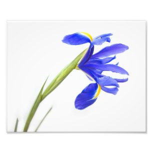 Purple Iris Flower Photo Print