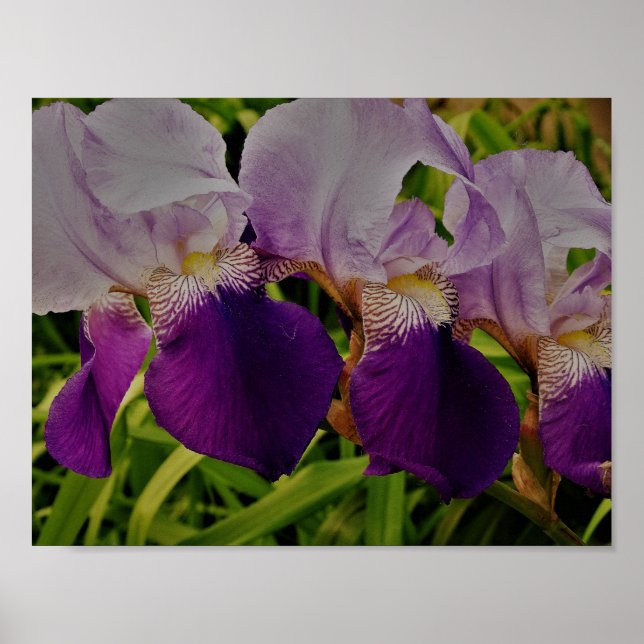 Purple Iris Flower Photo Value Poster Paper (Front)