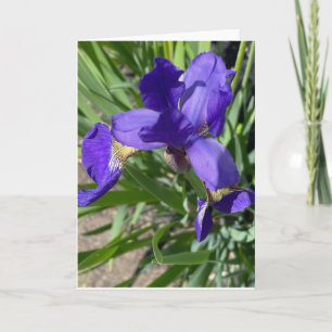 Purple Iris Flower Photograph Greeting Card