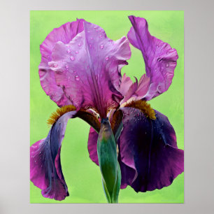 Purple Iris Flower Photographic Art Print