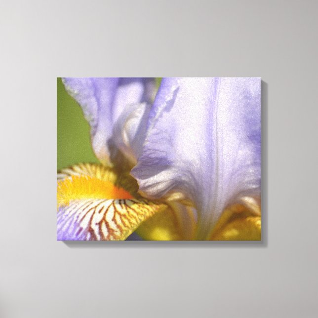 Purple Iris Flower photography Canvas Print (Front)