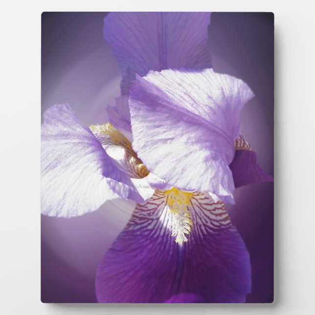 purple iris flower plaque (Front)