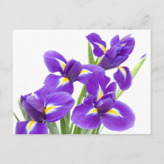 purple iris flower postcard