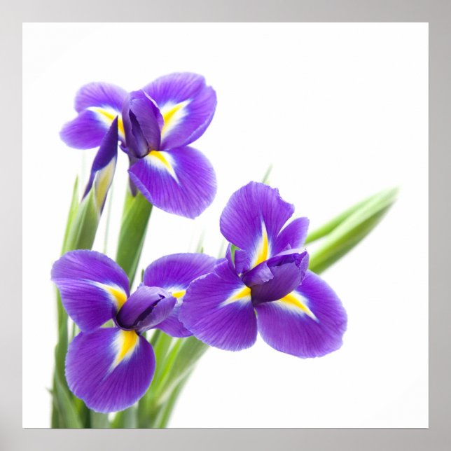 purple iris flower poster (Front)