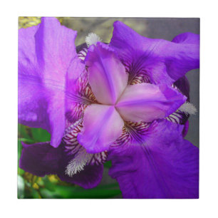 Purple Iris Flower Tile