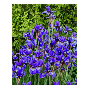 Purple Iris Flowers By The Sidewalk Poster