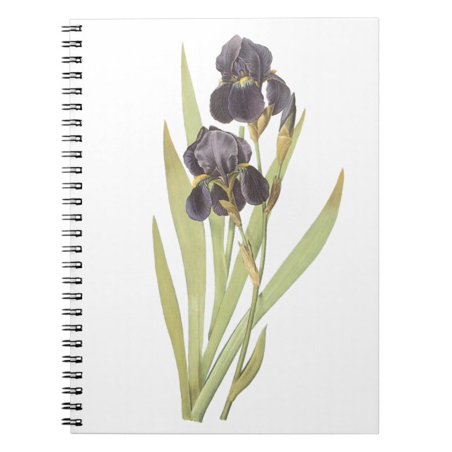 Purple Iris Flowers Notebook (Front)