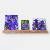 Purple Iris Flowers / Photos /