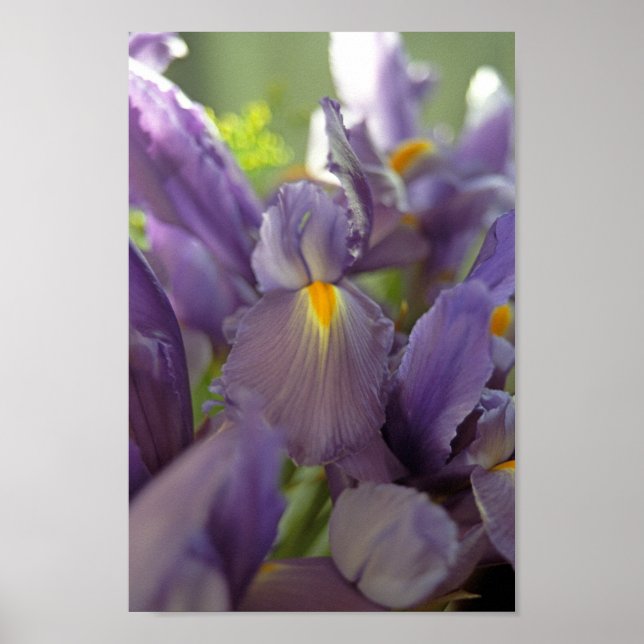 Purple Iris Flowers Poster Art Print (Front)