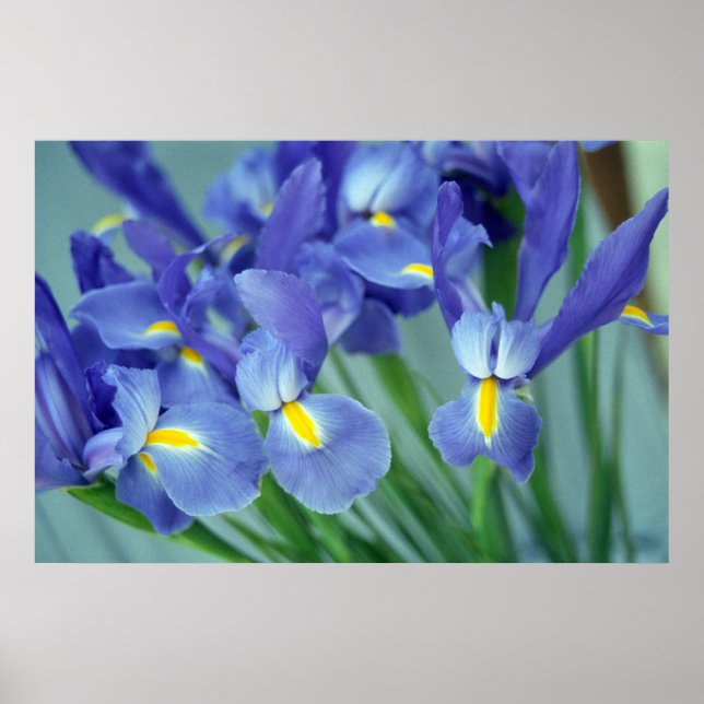 Purple Iris Flowers Poster Art Print (Front)